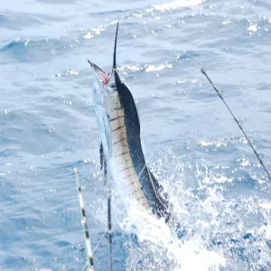 Marlin fish