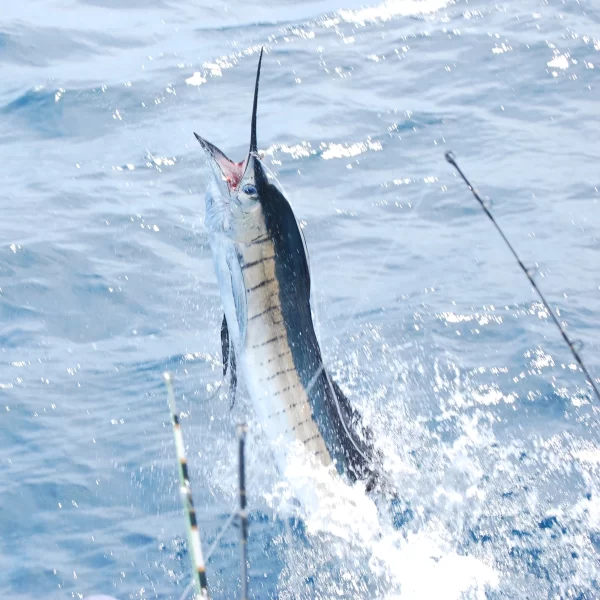 Marlin fish
