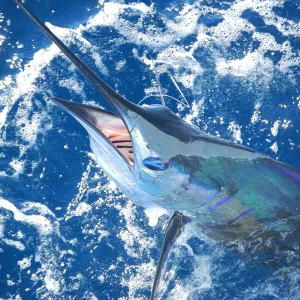 Marlin Catched