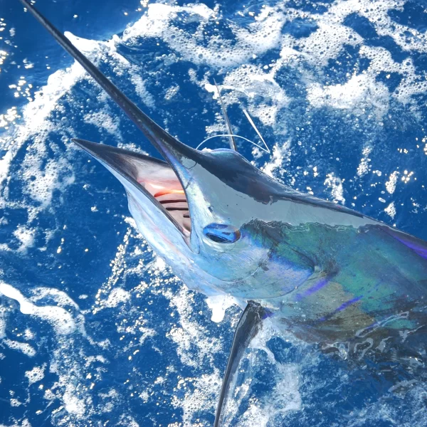 Marlin Catched