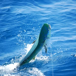 Mahi Catched