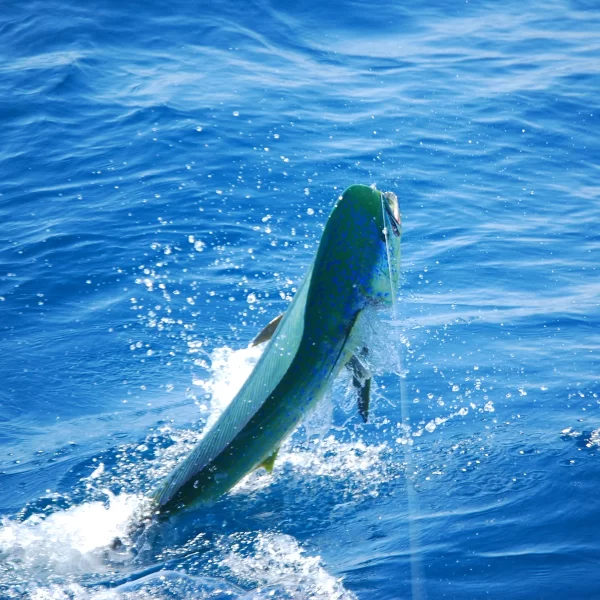 Mahi Catched
