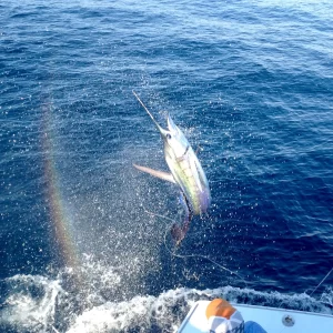 Marlin fish jumping