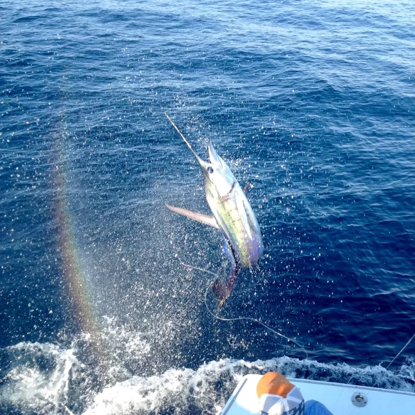 Marlin fish jumping
