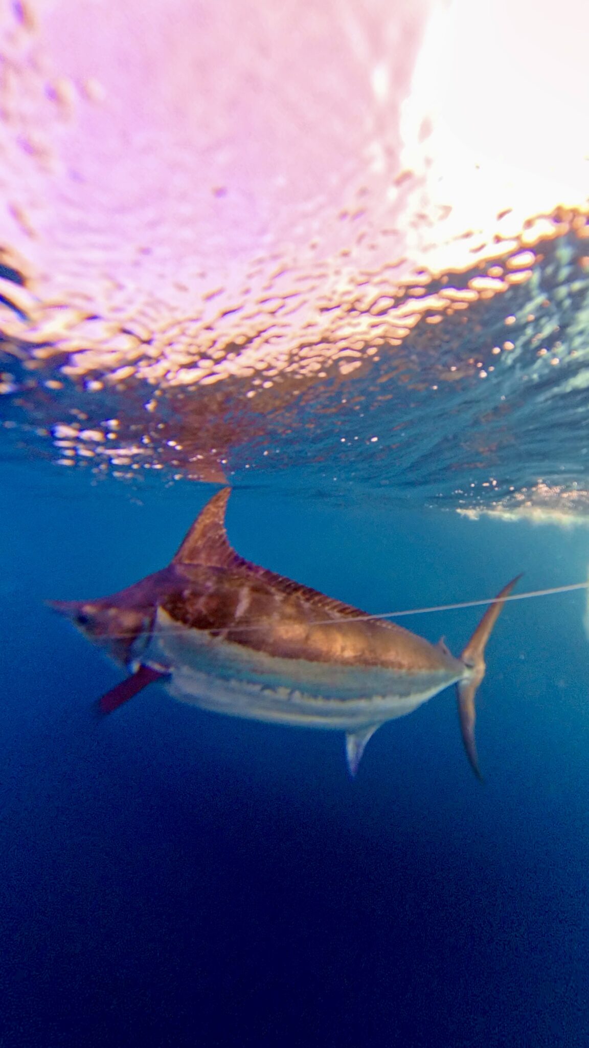 Nice underwater of a majestic creature