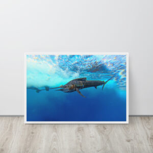 "Shadow of the Pacific" Framed Sailfish Canvas